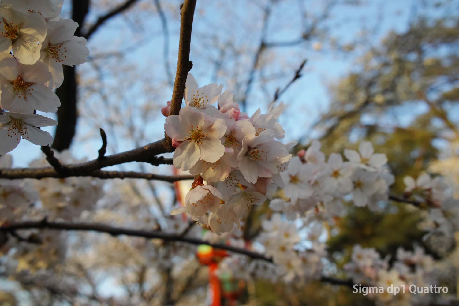SIGMA dp1 Quattoro 桜