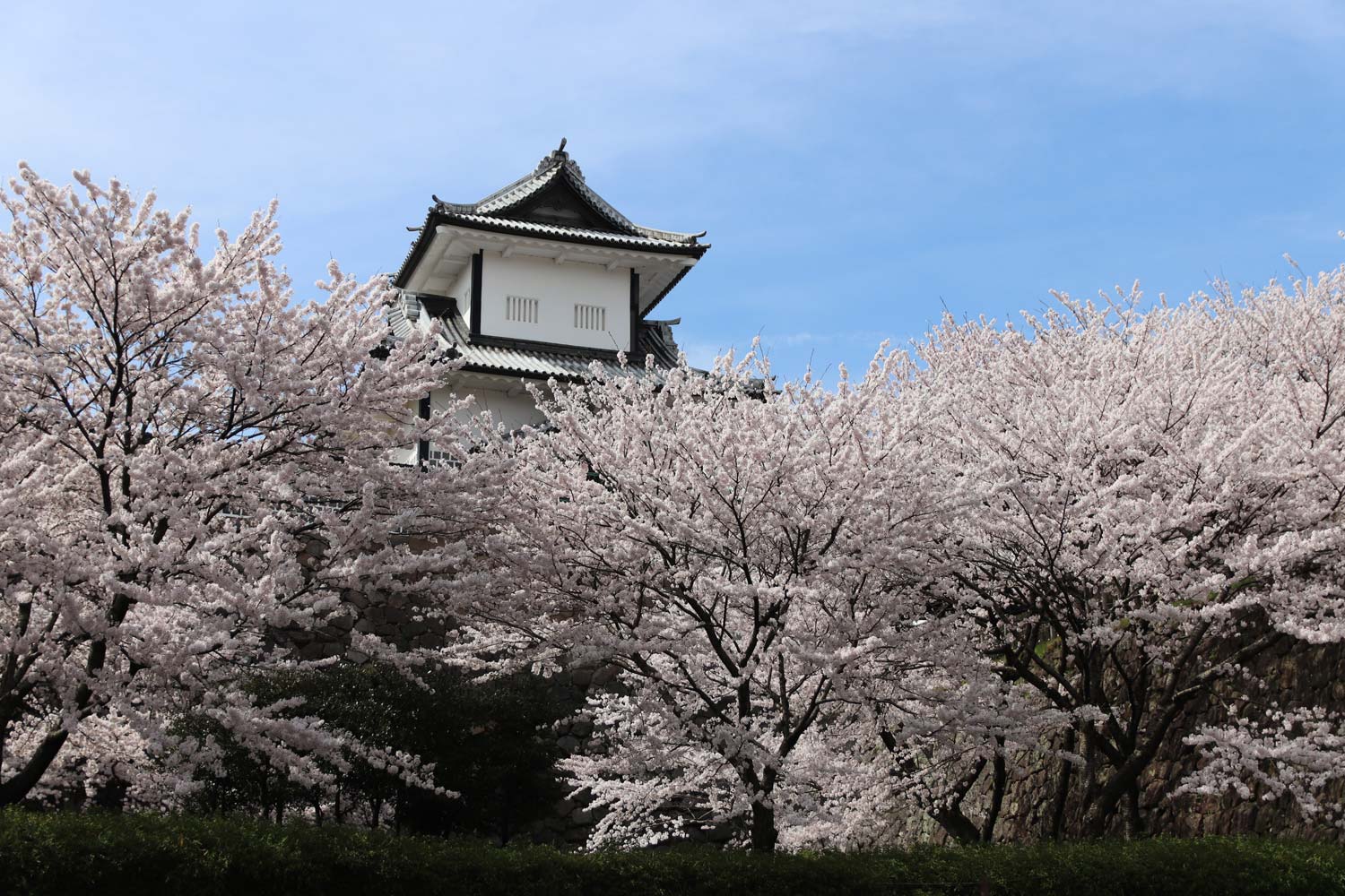 金沢城の桜