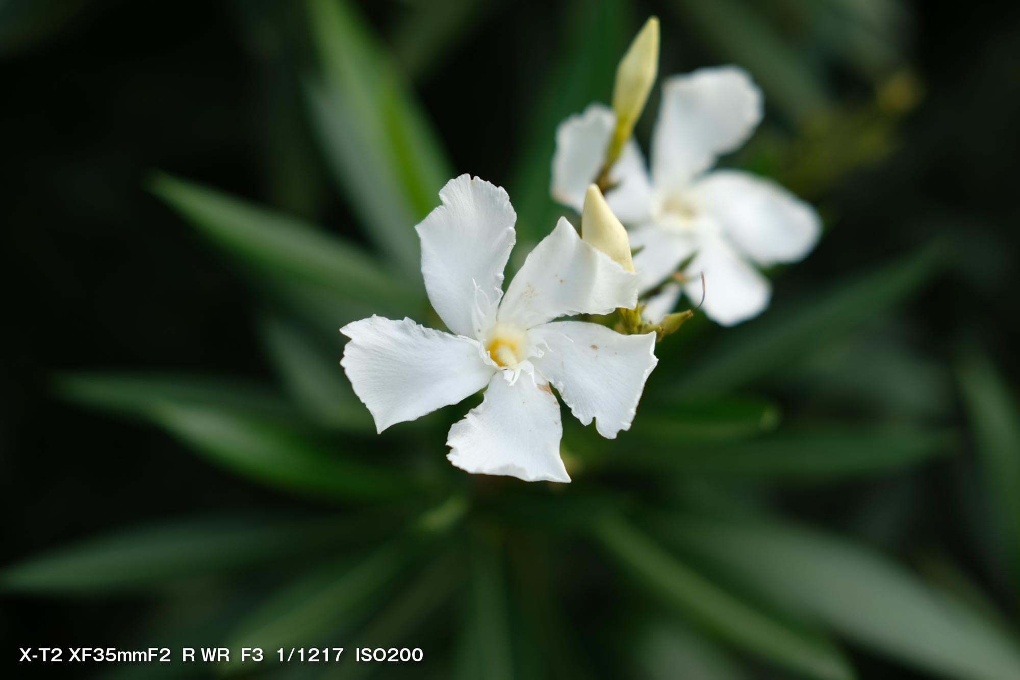 X-T2 + XF35mmF2R（白い花）