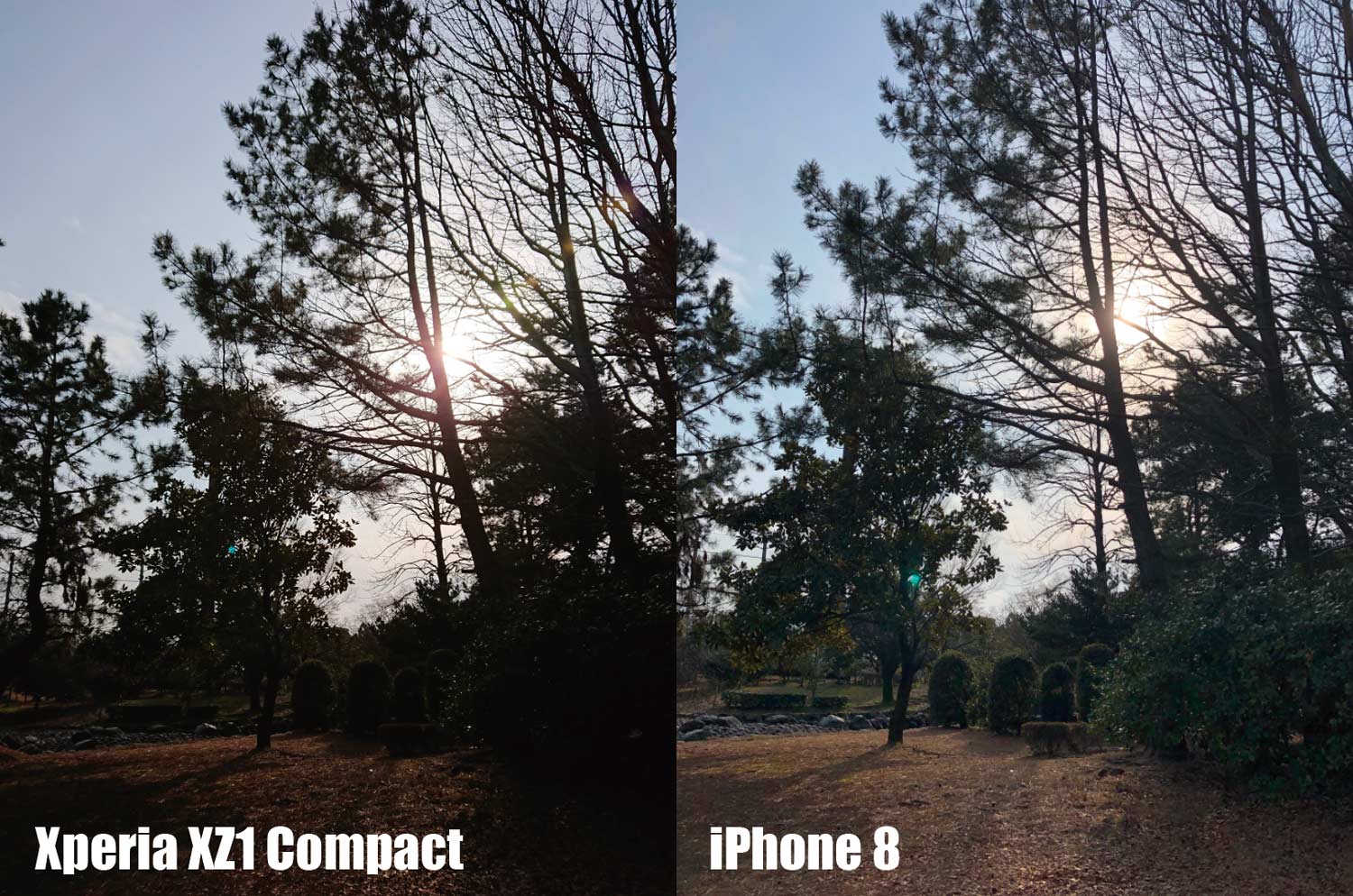 Xperia XZ1 CompactとiPhone 8 カメラ画質比較 逆光