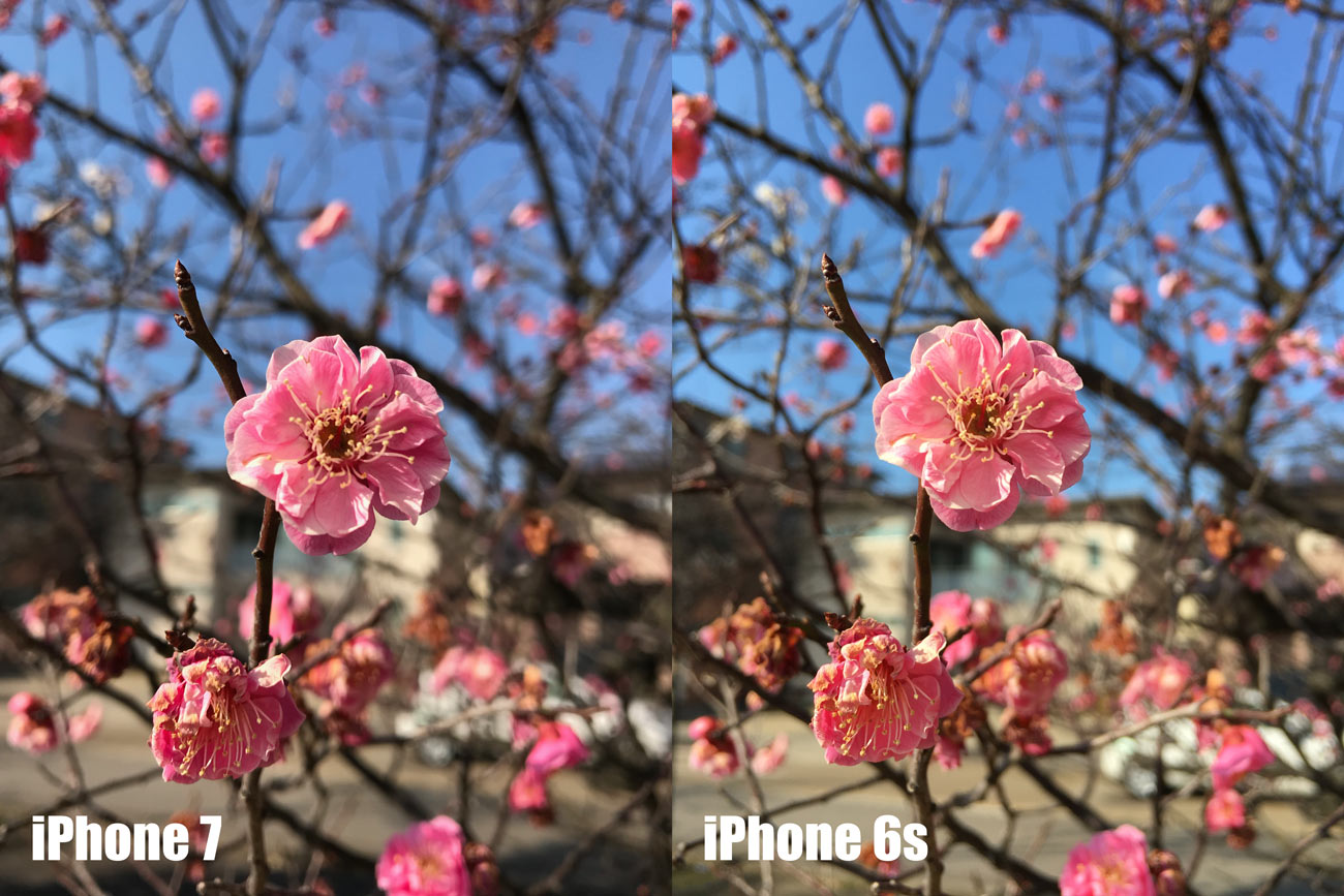 iPhone 7とiPhone 6s カメラの画質を比較（ピンクの花）
