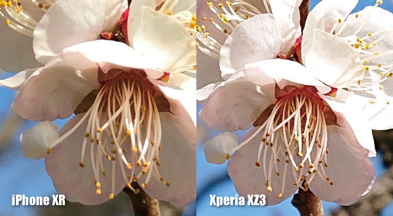 iPhone XRとXperia XZ3 カメラの画質比較 梅の花