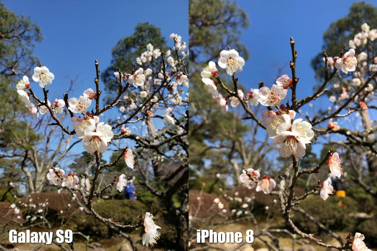 Galaxy S9とiPhone 8 リアカメラの画質比較（桜の花）