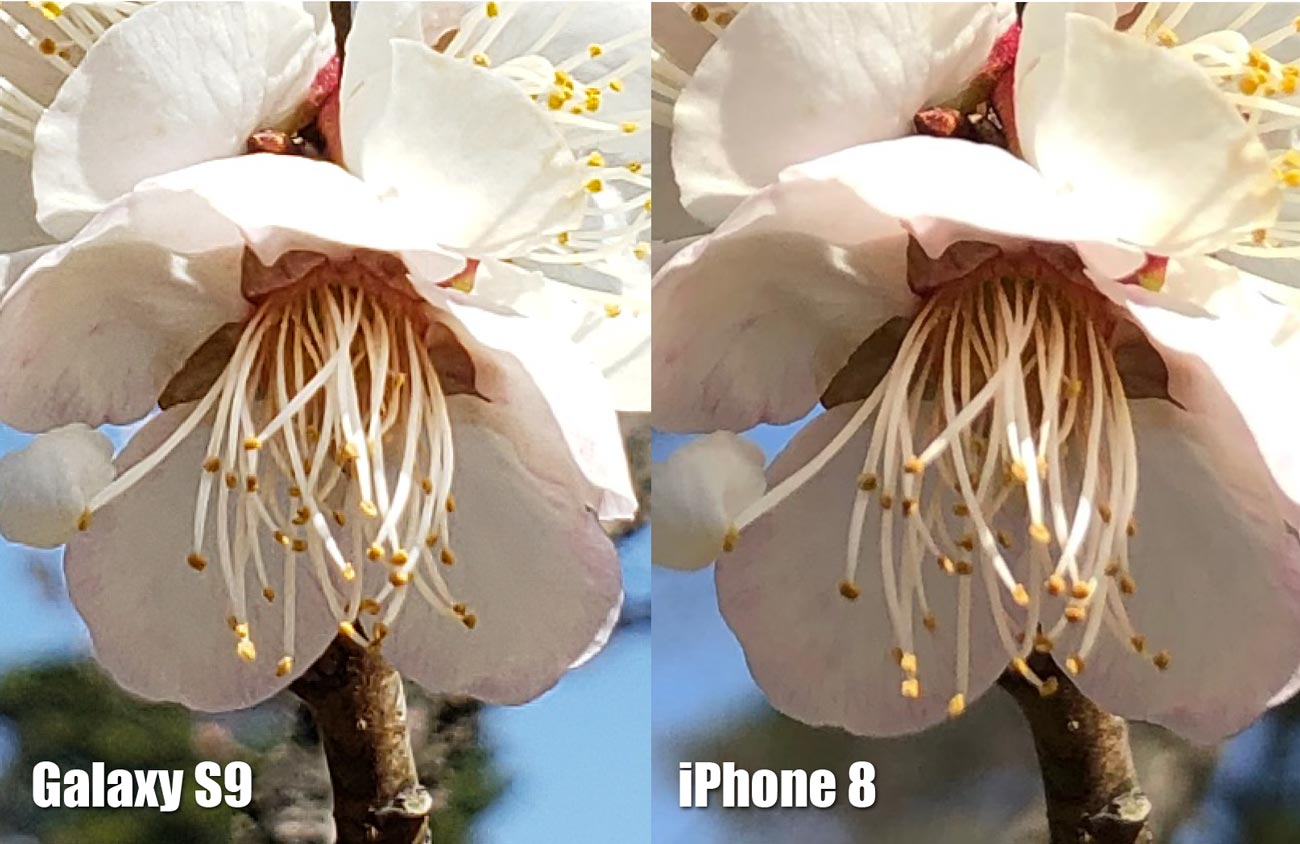 Galaxy S9とiPhone 8 リアカメラの画質比較（桜の花 拡大）