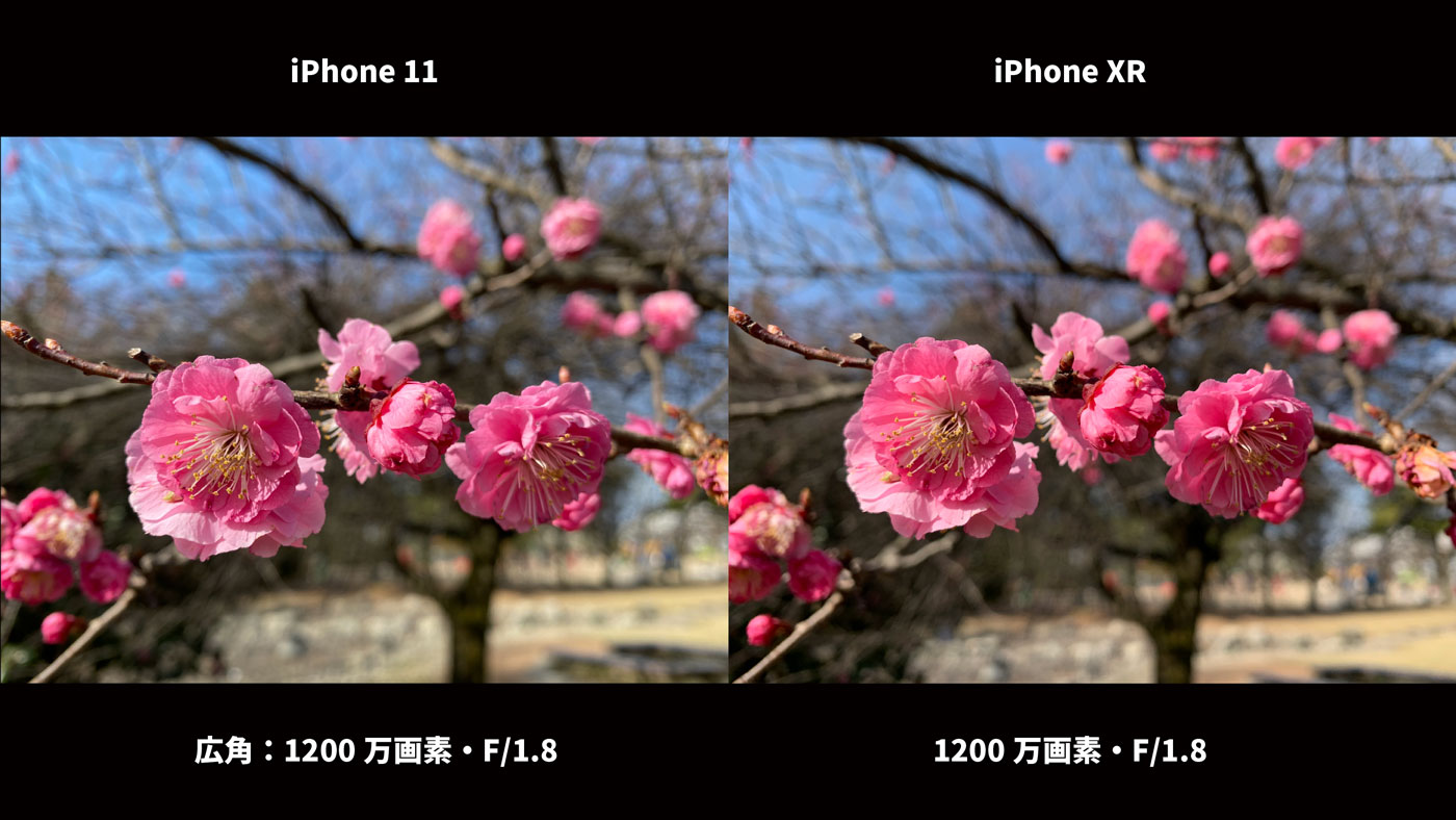 iPhone 11・iPhone XR 広角カメラ画質比較（梅）