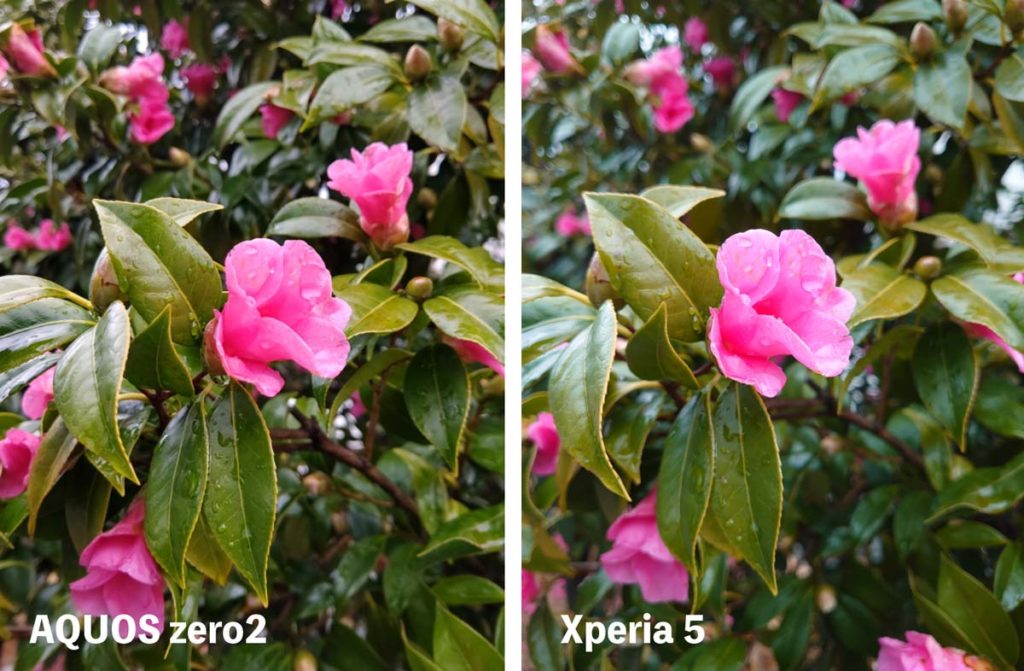 AQUOS zero2とXperia 5で花を撮影