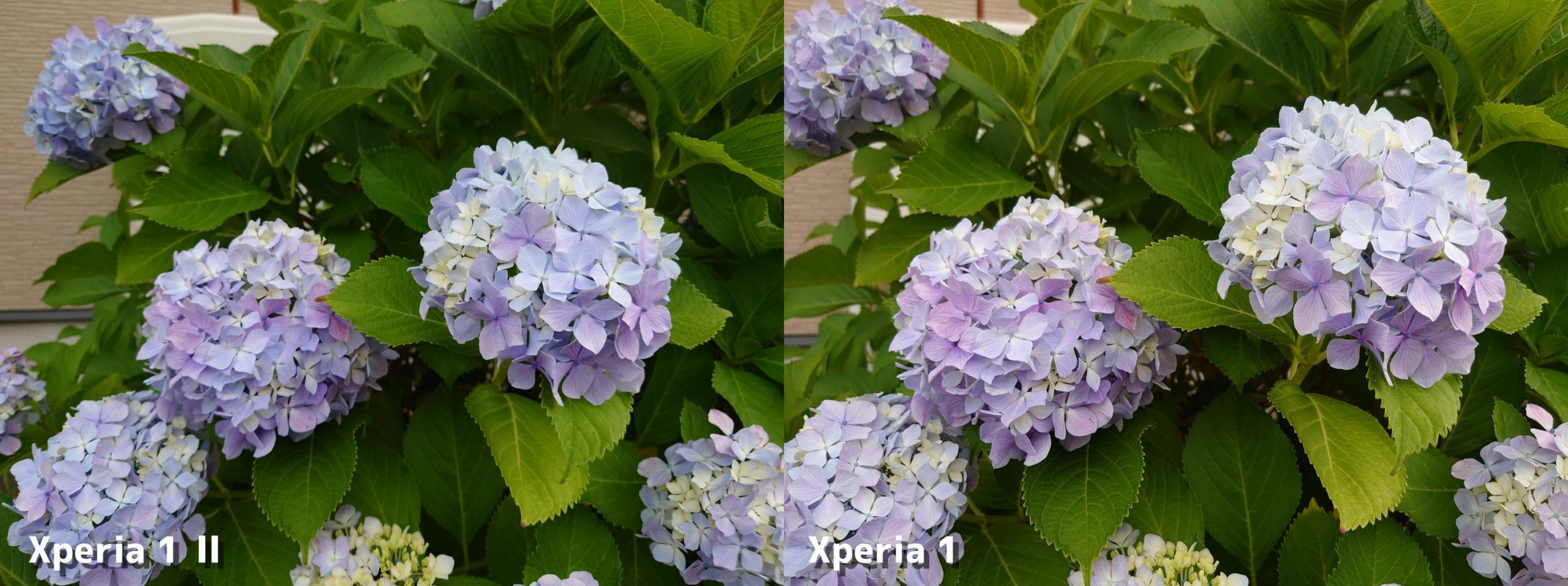 Xperia 1 II・Xperia 1 標準カメラの画質比較（紫陽花）