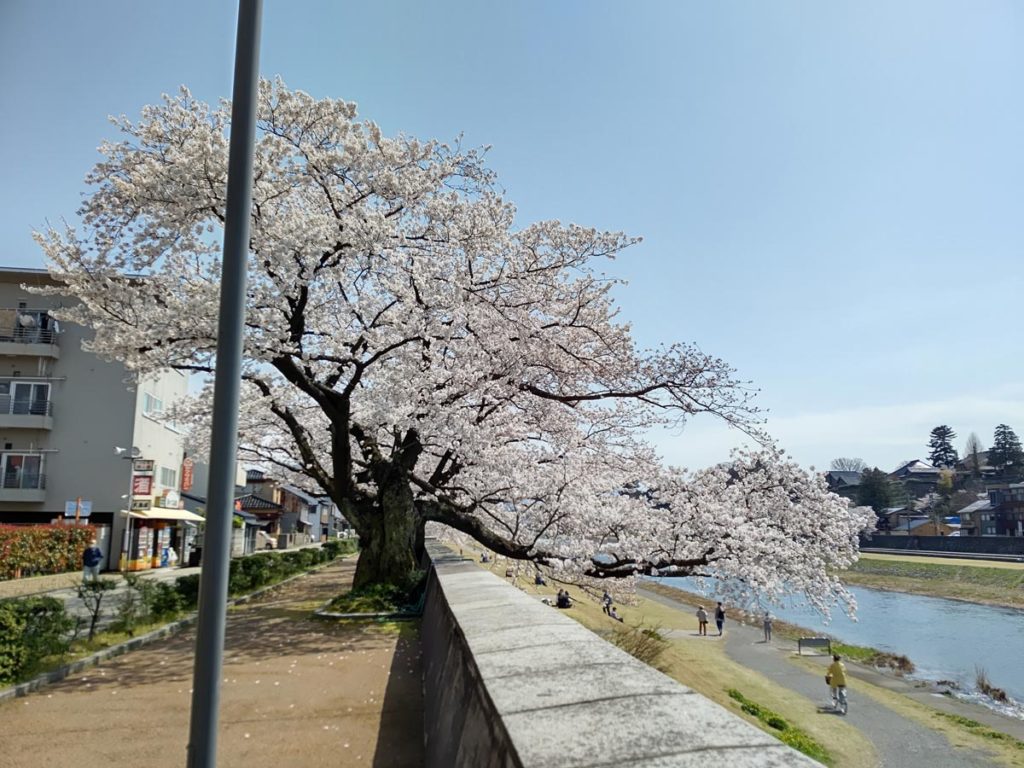 AQUOS R5Gの広角カメラで桜を撮影