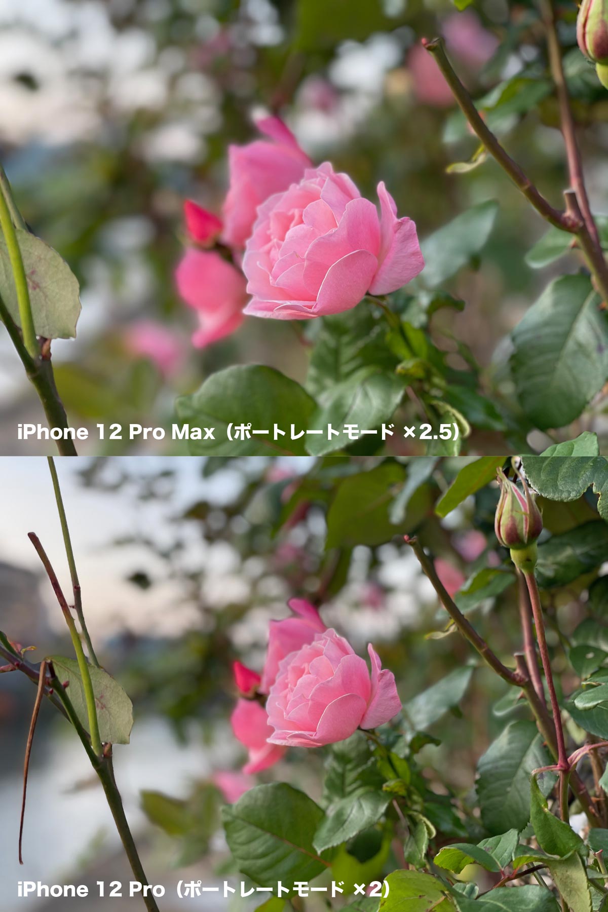 iPhone 12 Pro MaxとiPhone 12 Proのポートレートモード比較
