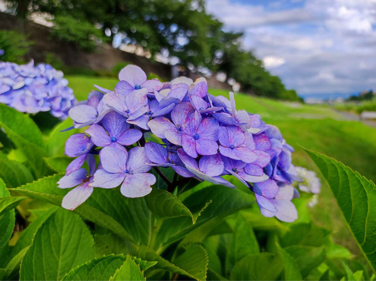 Mi 11 Lite 5G 紫陽花を撮影