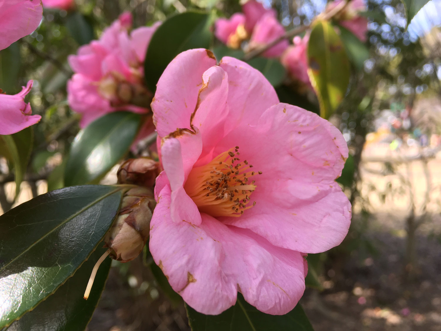 iPhone SE（第1世代）ピンクの花を撮影