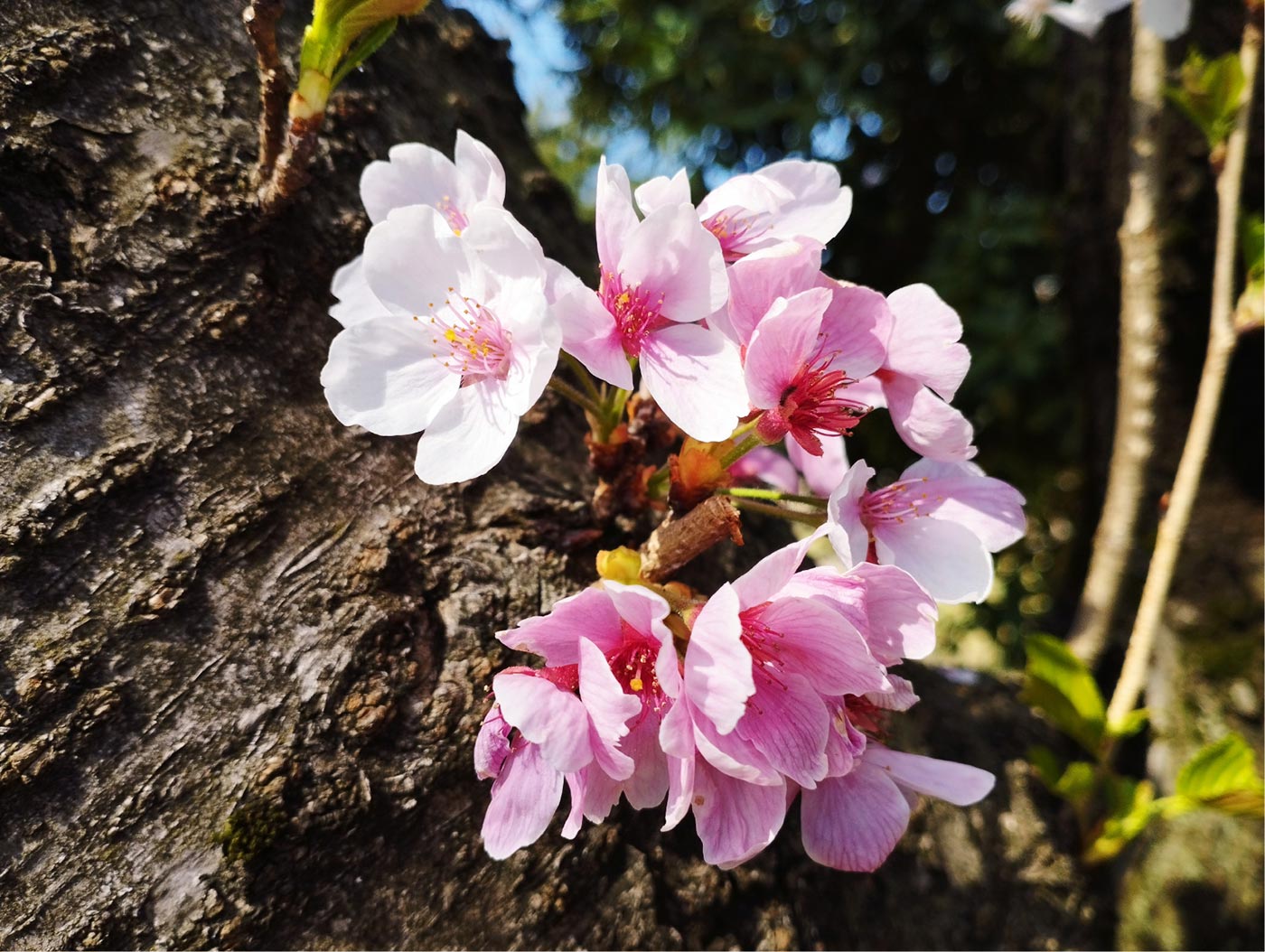 Redmi Note 11 広角カメラで桜を撮影
