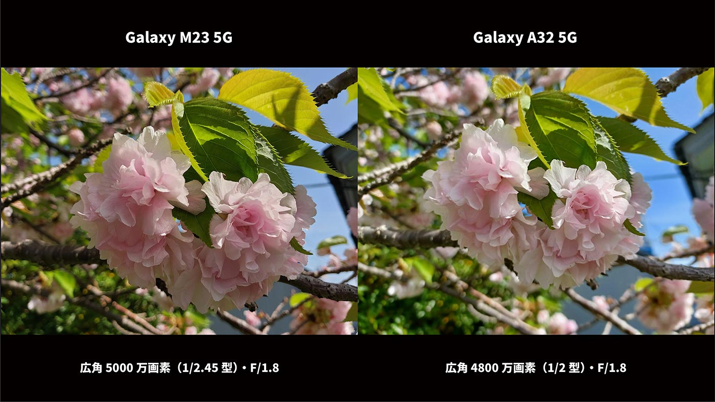 Galaxy M23・A32 広角カメラ画質比較（八重桜）