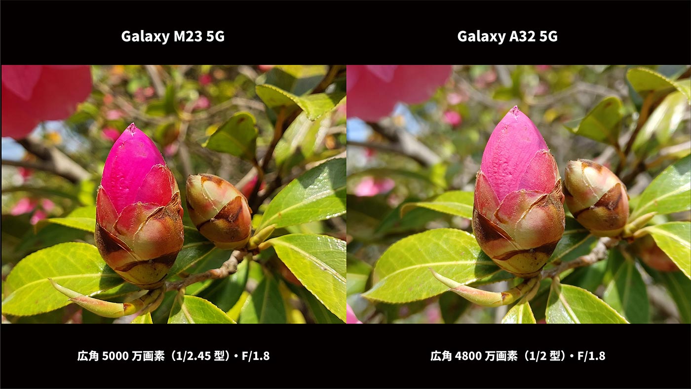Galaxy M23・A32 広角カメラ画質比較（椿の蕾）
