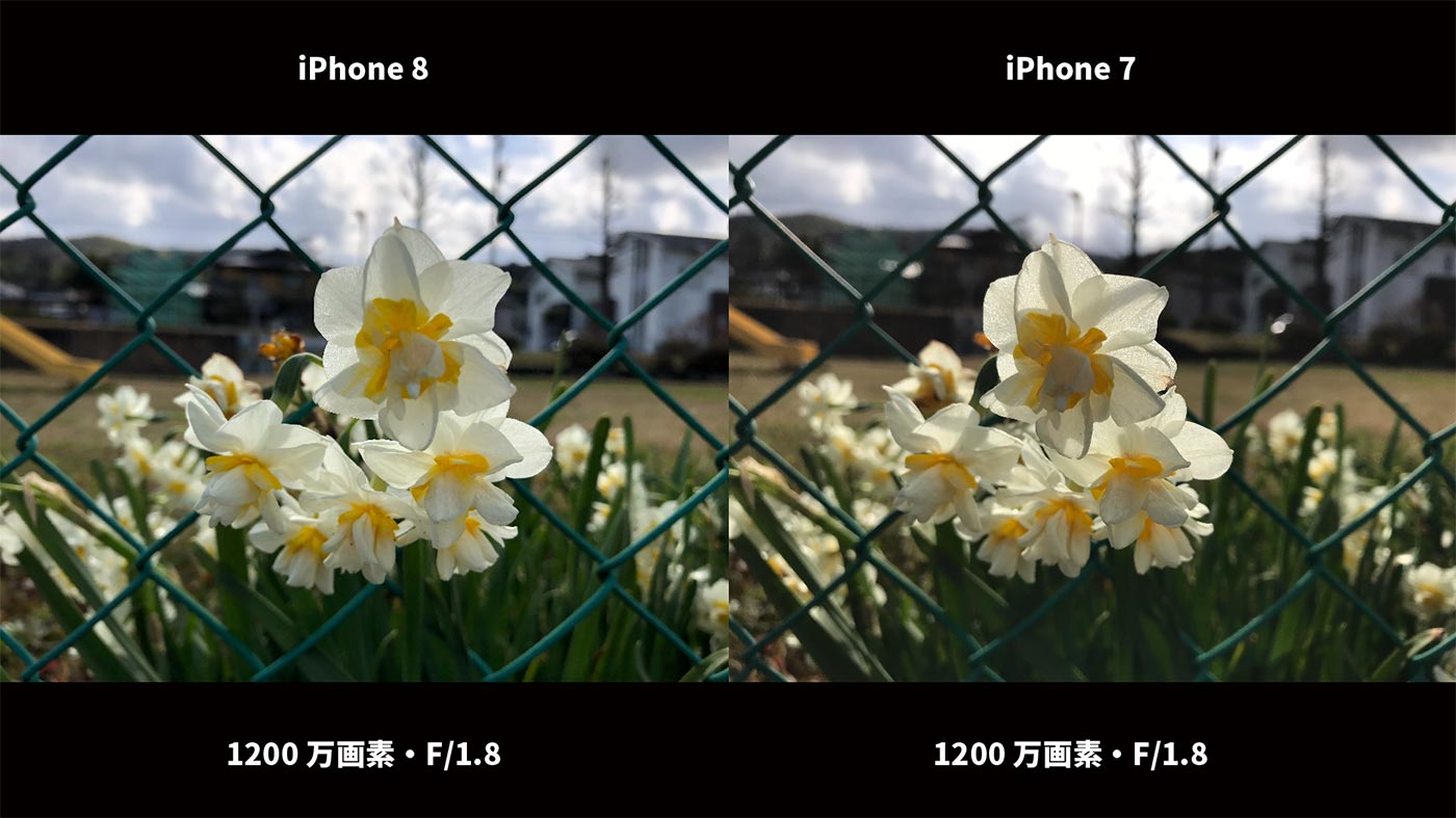 iPhone 8、iPhone 7 広角カメラ画質比較（花）