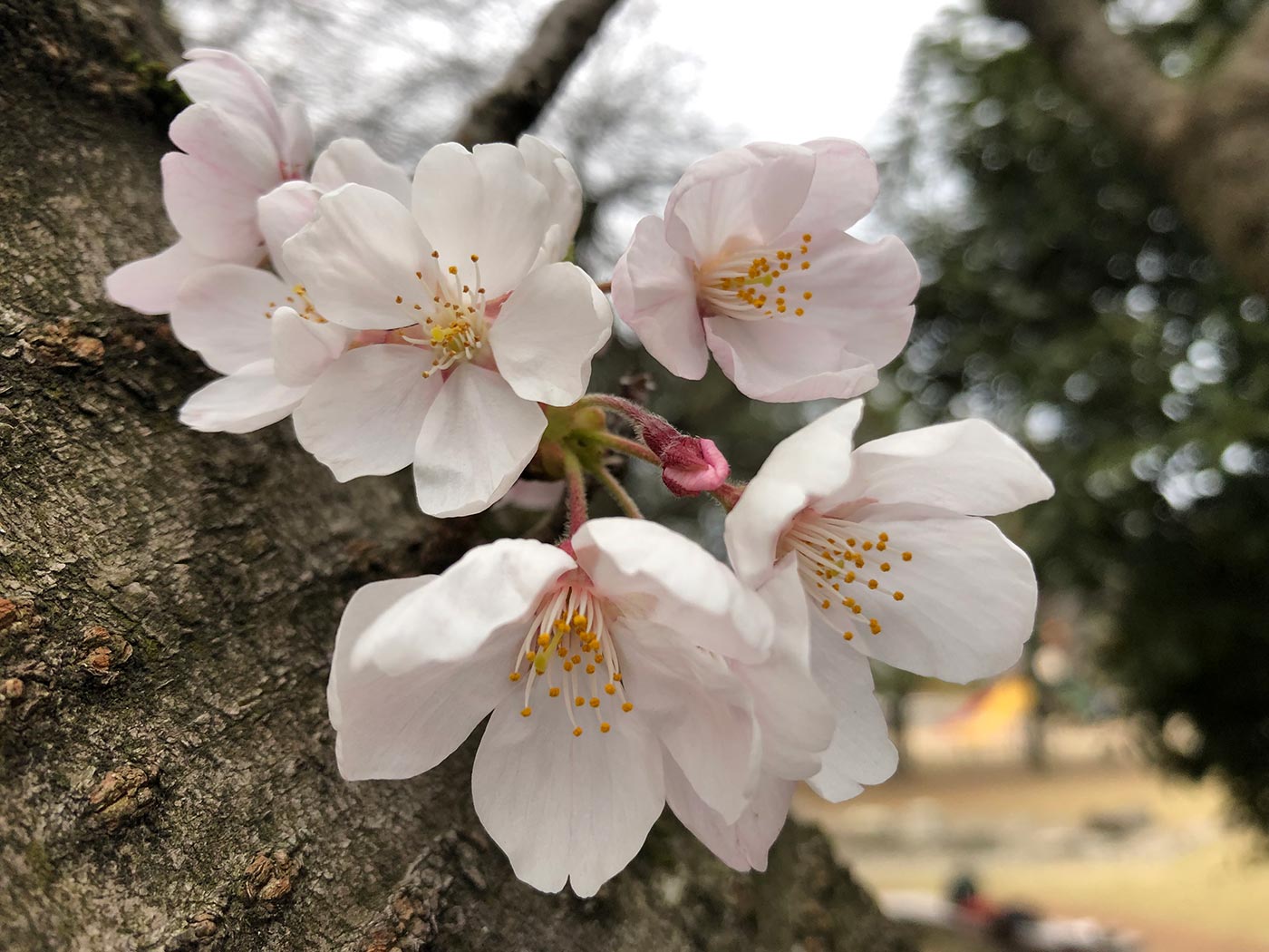 iPhone 8 広角カメラで桜を撮影