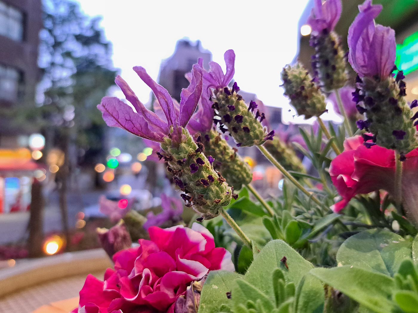 Galaxy A53 広角カメラで紫の花を撮影