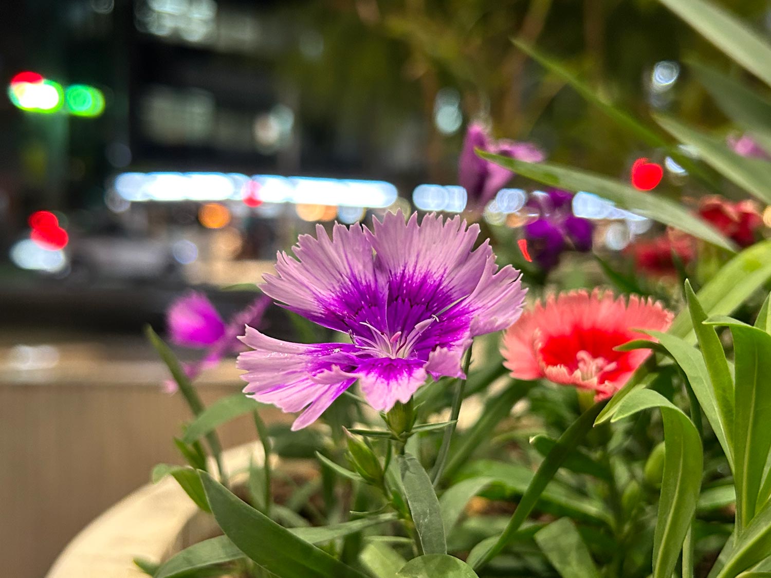 iPhone 14 Plus 広角カメラで夜に咲き誇る花を撮影