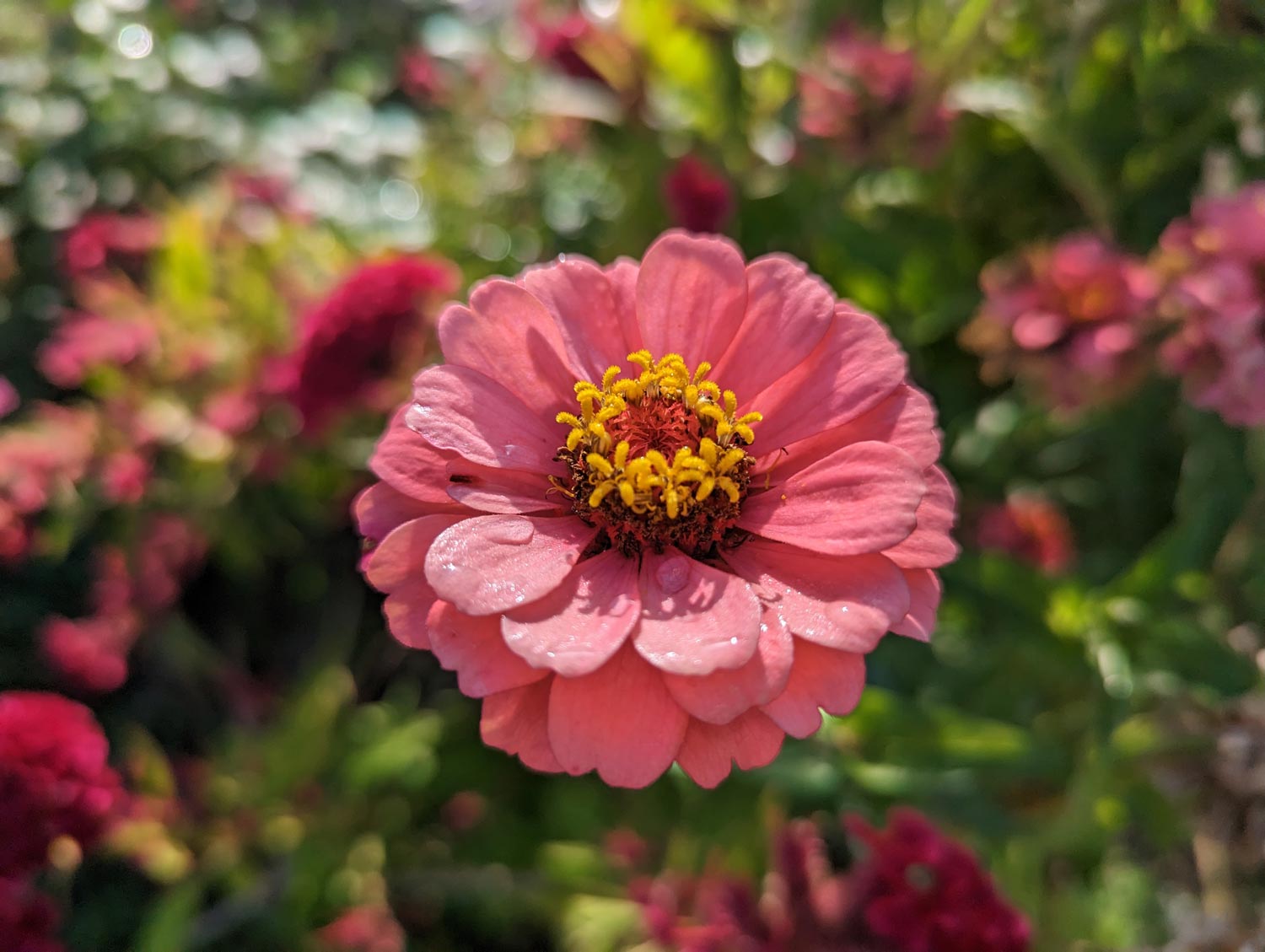 Pixel 7 Pro 広角カメラで花を撮影