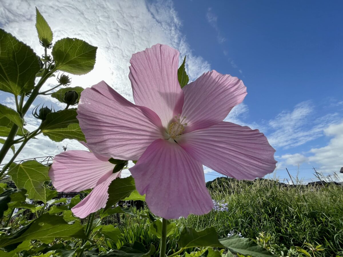iPhone 13 mini 超広角カメラでピンクの花を撮影