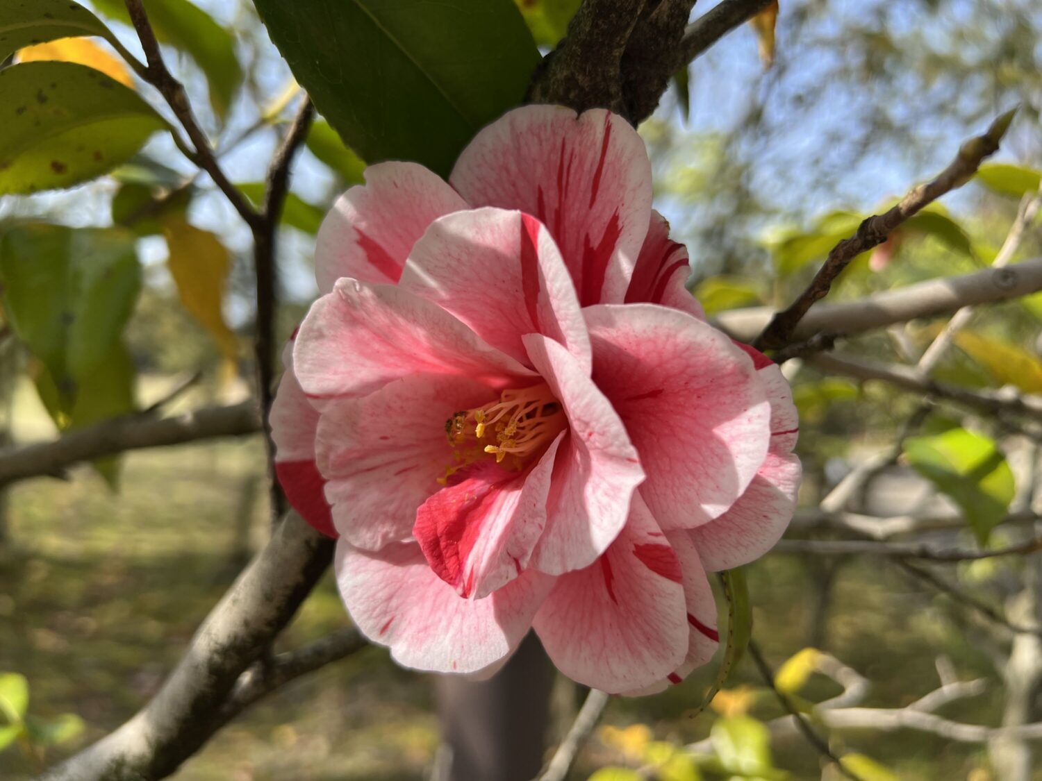 iPhone 13 Pro 広角カメラでピンクの花を撮影