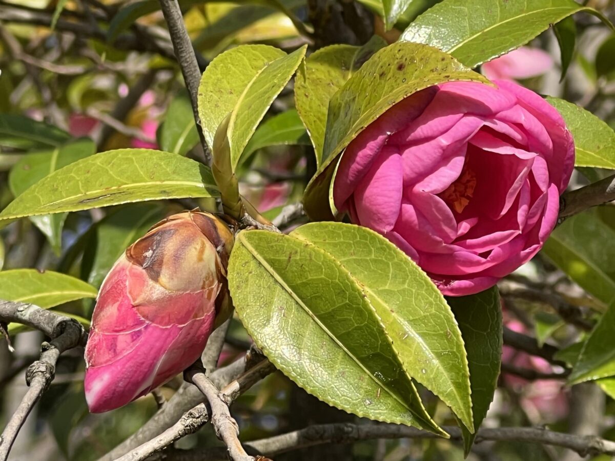 iPhone 13 Pro 望遠カメラで椿の花を撮影