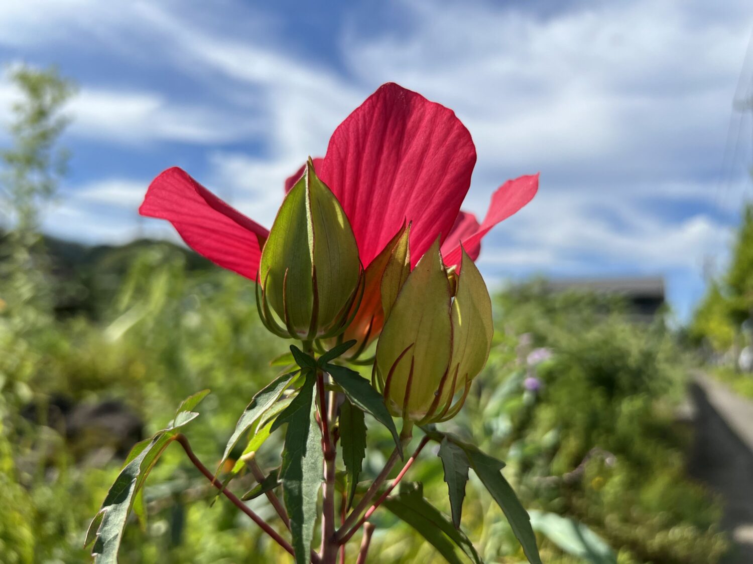 iPhone 13 Pro 広角カメラで赤い花を寄って撮影