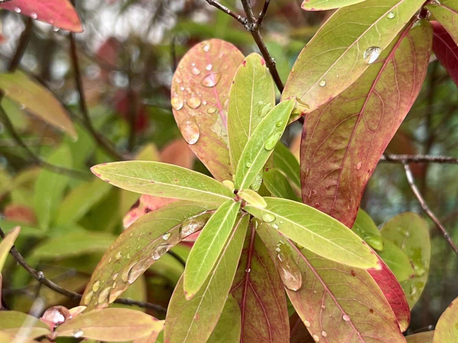 iPhone 13 Pro 広角カメラで葉っぱを撮影