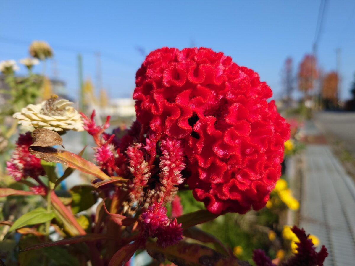 Xperia 5 IV 広角カメラで赤い花を撮影