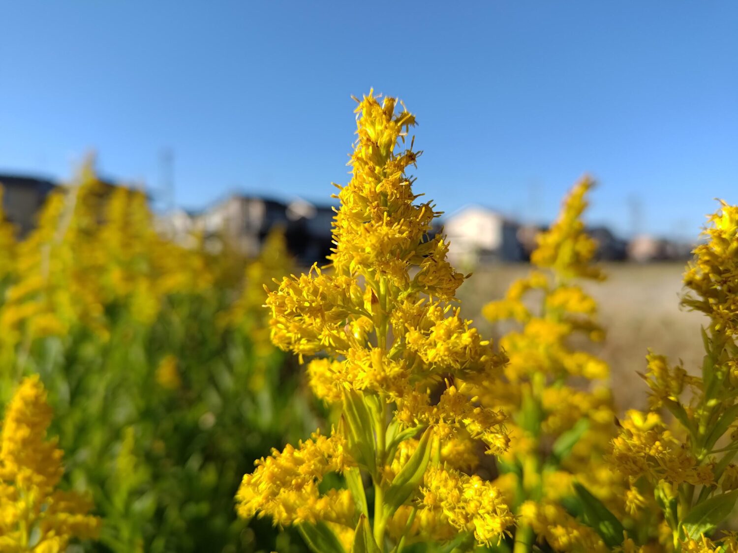 Zenfone 9 広角カメラで黄色の花を撮影