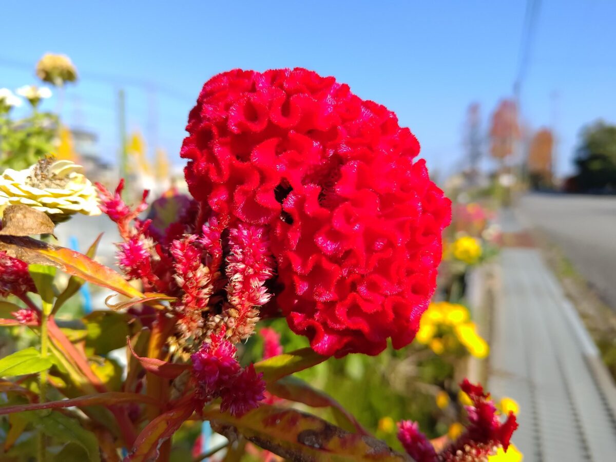 Zenfone 9 広角カメラで赤い花を撮影