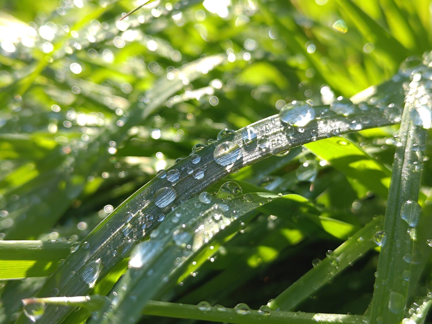 Zenfone 9 広角 × 2 葉っぱに付いた水滴を撮影