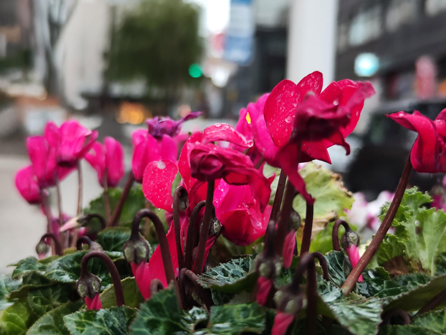 Xiaomi 12T Pro 広角カメラでピンクの花を寄って撮影