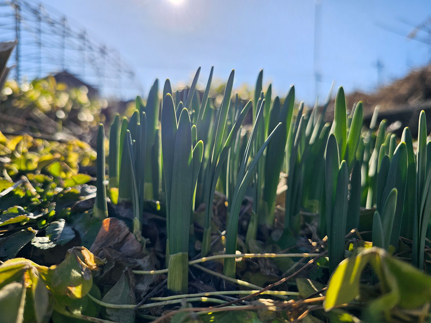 Galaxy S23 Ultra 広角カメラで草を撮影