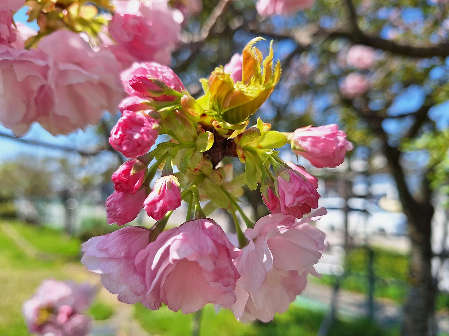 Galaxy A54 広角カメラでピンクの花を撮影