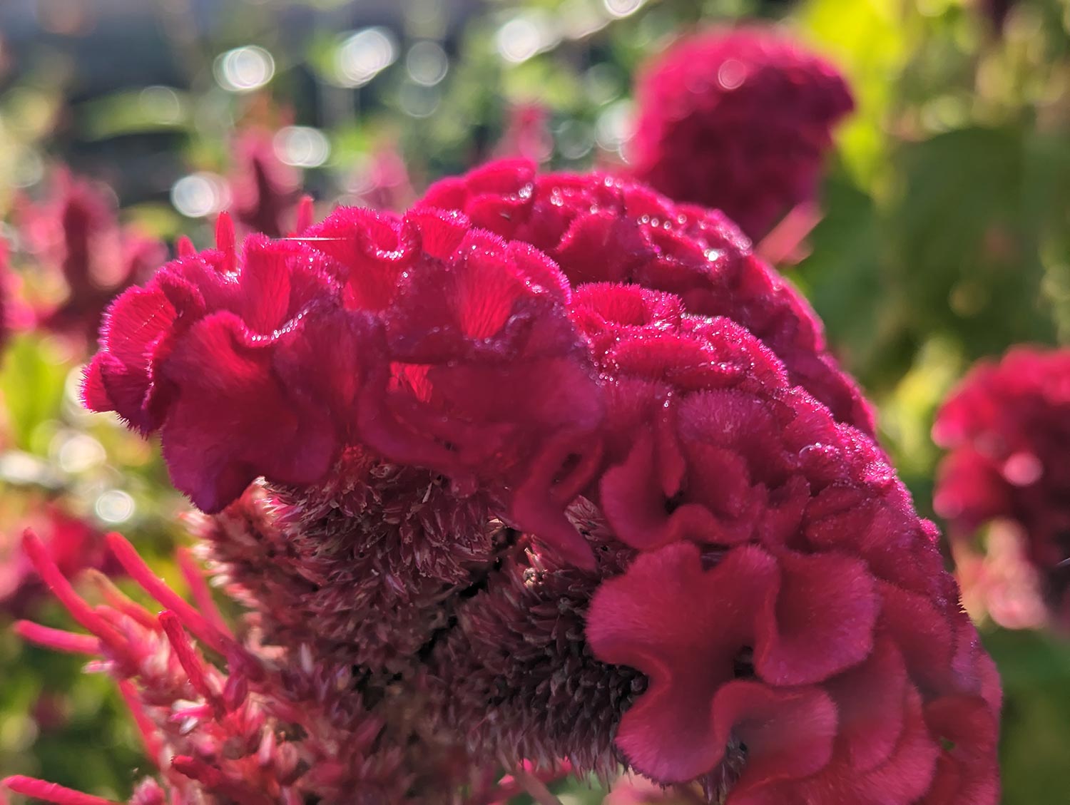 Pixel 7  広角カメラで赤の花を撮影