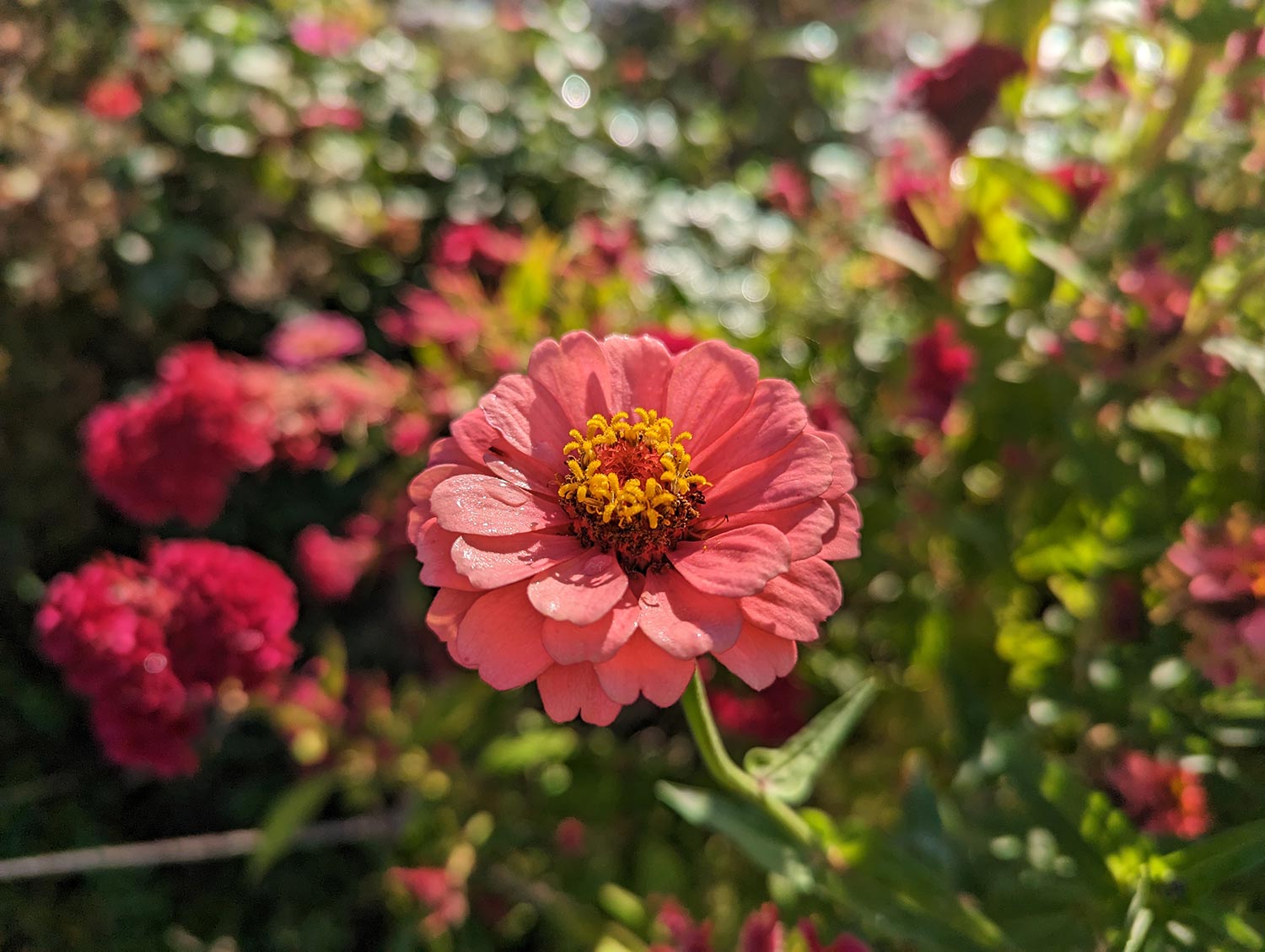 Pixel 7  広角カメラでピンクの花を撮影