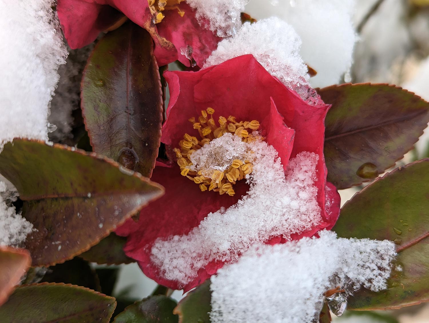 Pixel 7 広角カメラで雪まみれの花を撮影
