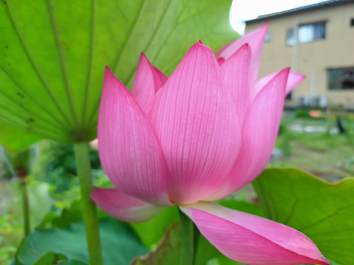 Xperia 10 V 広角 × 1 ピンクの花を撮影