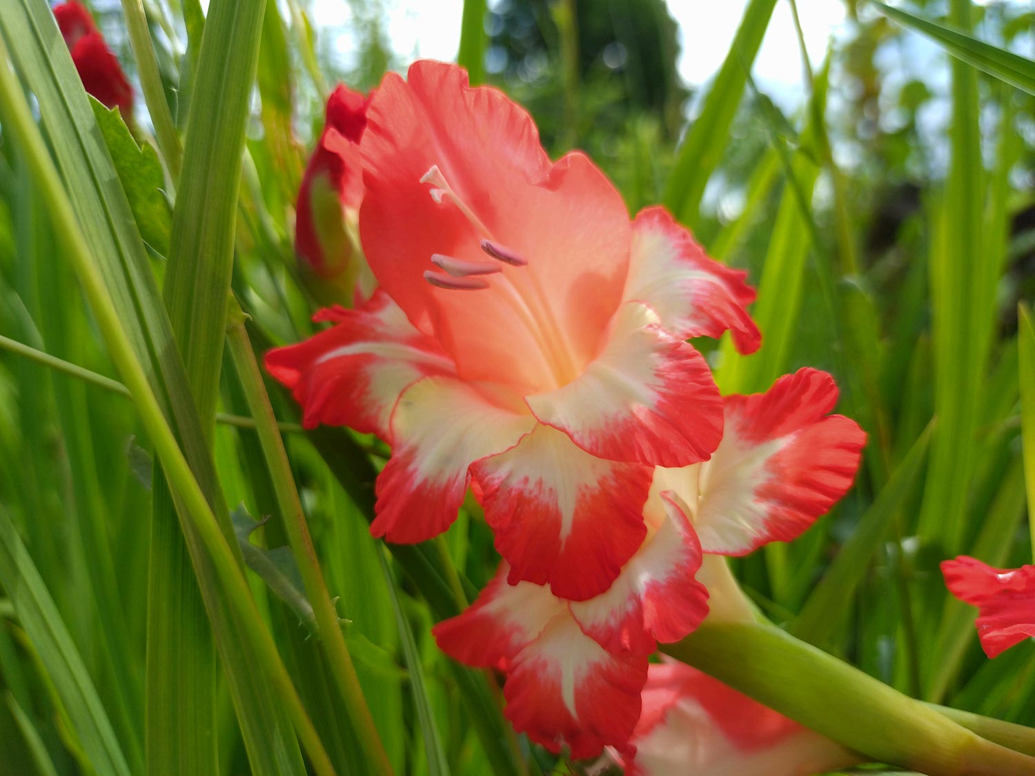 Xperia 10 V 広角 × 1 赤と白の花を撮影