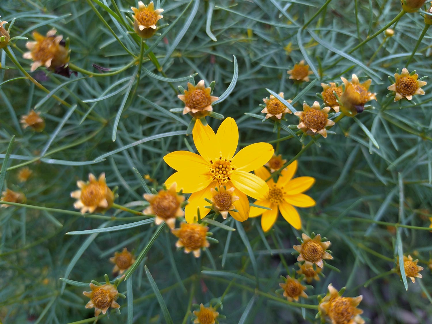 Xperia 10 V 広角 × 1 黄色の花を撮影