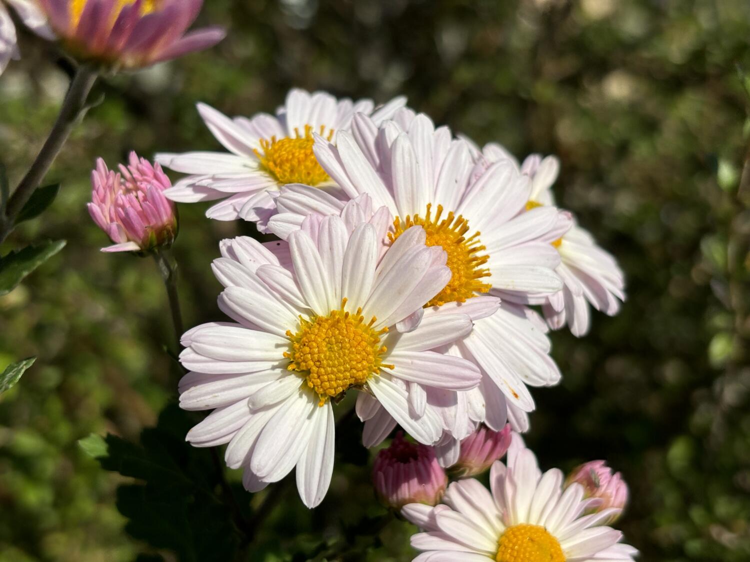 iPhone 15で白い花を撮影