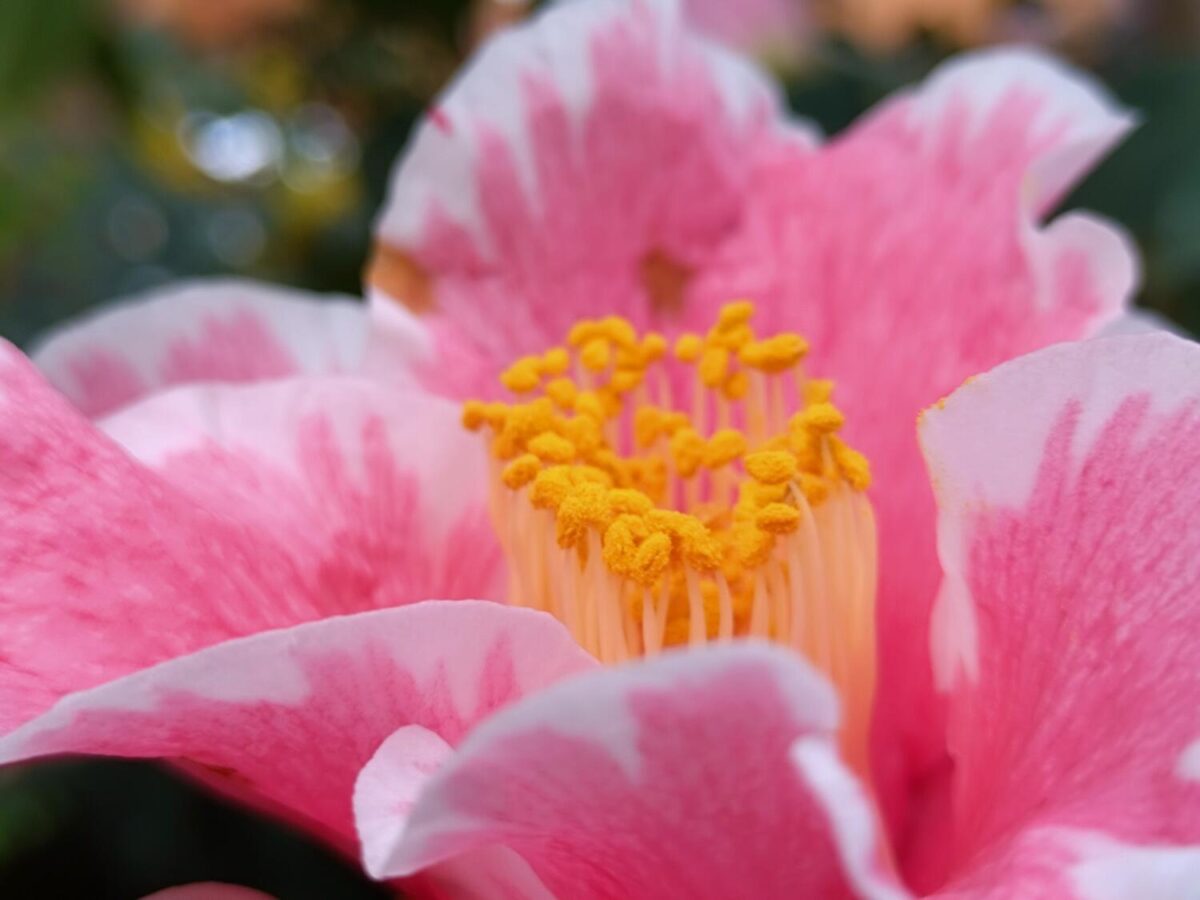 Xperia 10 V 広角カメラ2倍でピンクの花を撮影