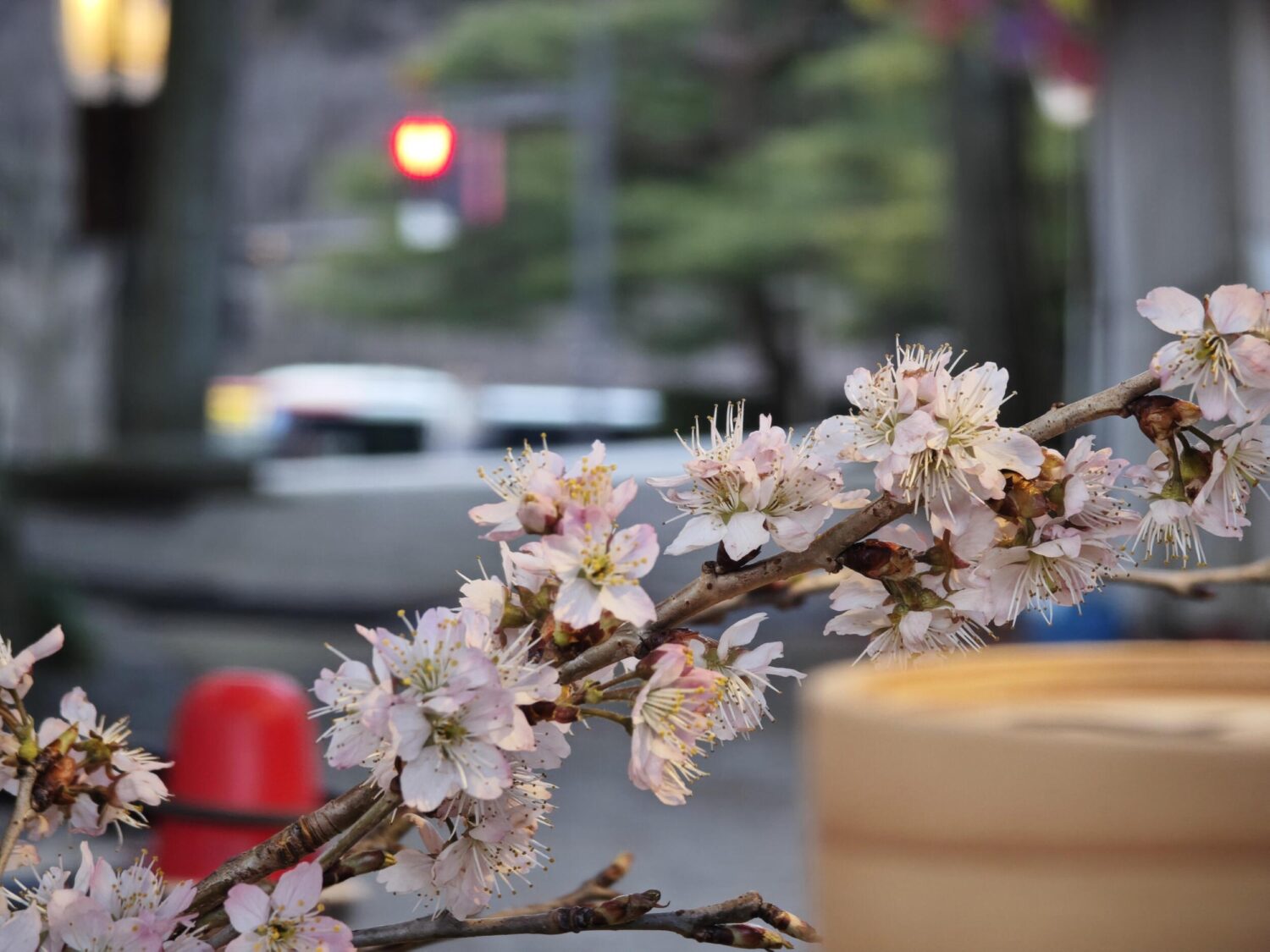 Xiaomi 14 Ultra 望遠5倍：桜と光玉ボケ